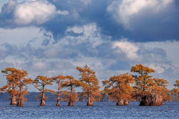 Jones, Adam 아티스트의 Bald cypress trees in autumn Caddo Lake-Uncertain-Texas작품입니다.